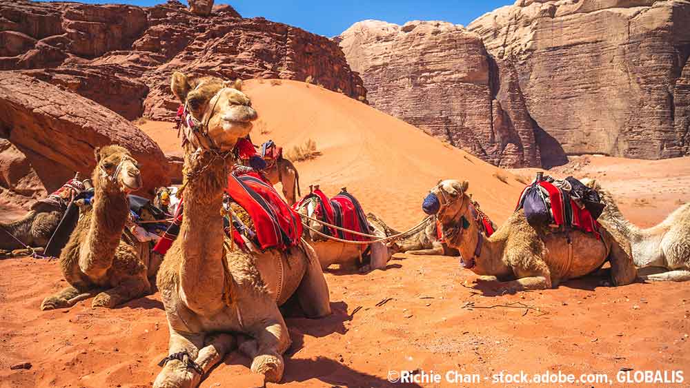 Kamele im Wadi Rum