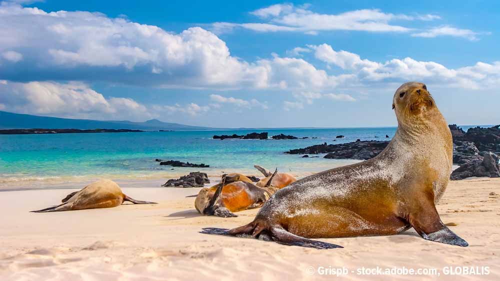 Robben auf Galapagos